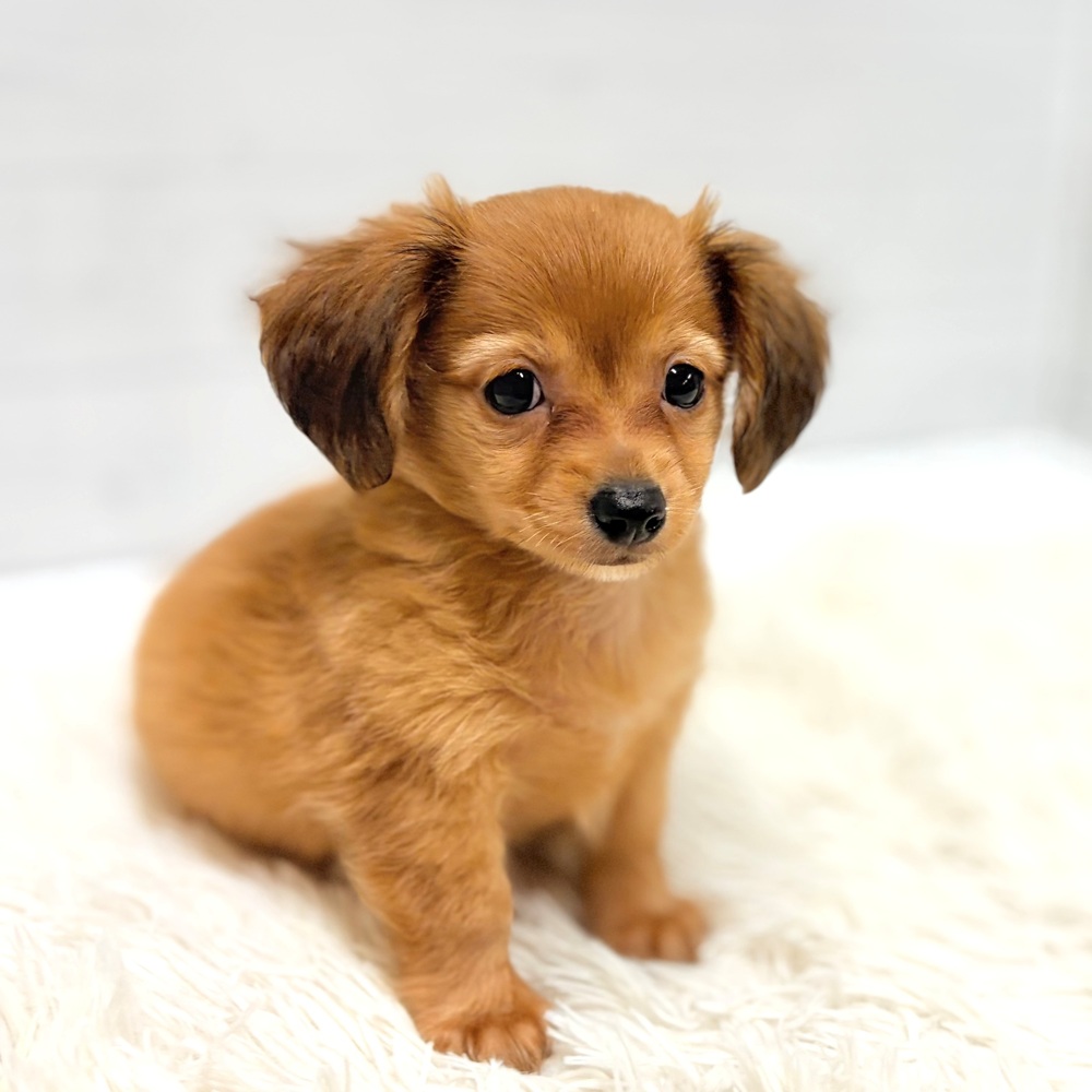 愛知県のチワックス(チワワ×ダックス) (犬の家＆猫の里豊田店/2026年5月31日生まれ/男の子/レッド)の子犬の2枚目の画像