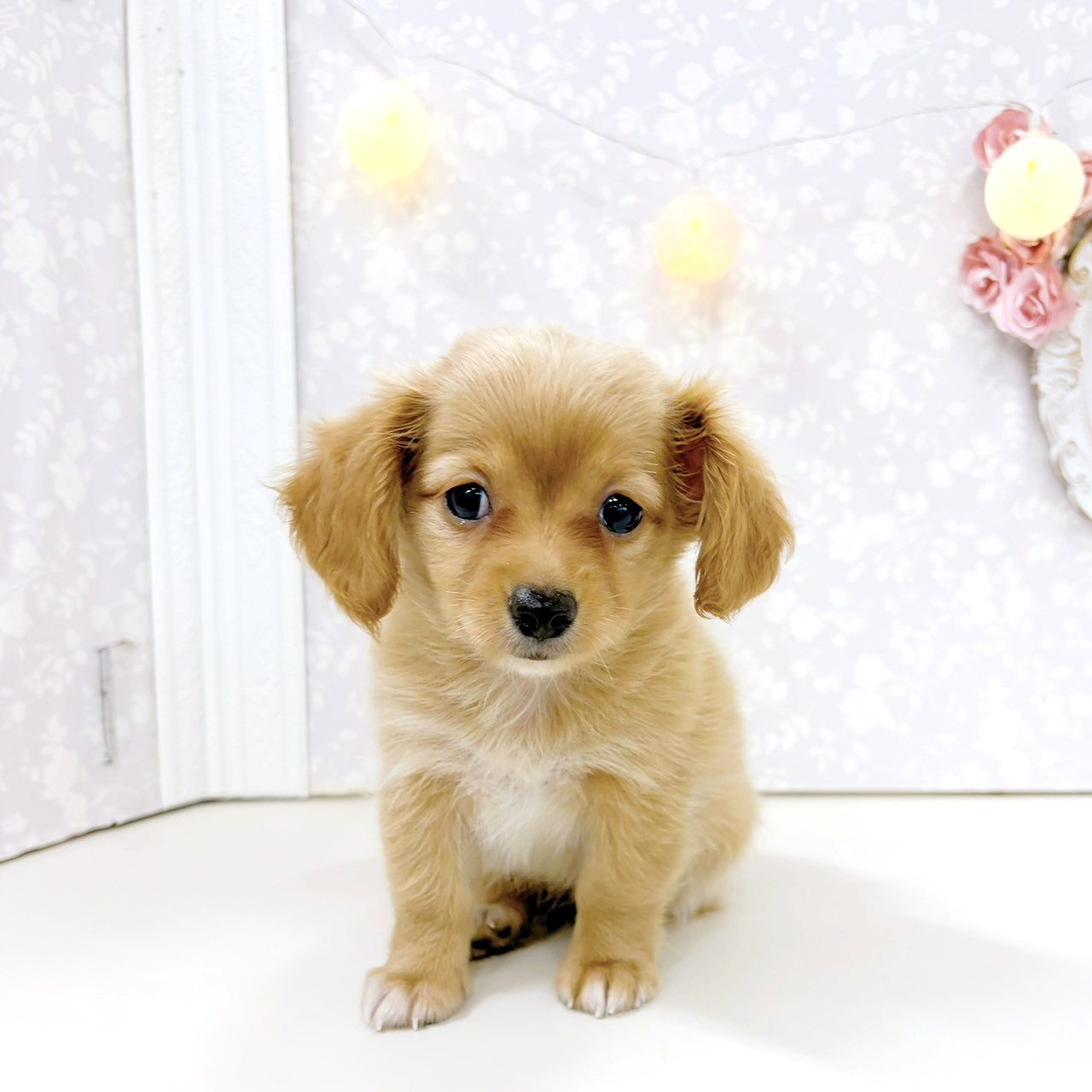 富山県のチワックス(チワワ×ダックス) (犬の家＆猫の里アミーゴ高岡蓮花寺店/2026年5月31日生まれ/女の子/レッド)の子犬の1枚目の画像