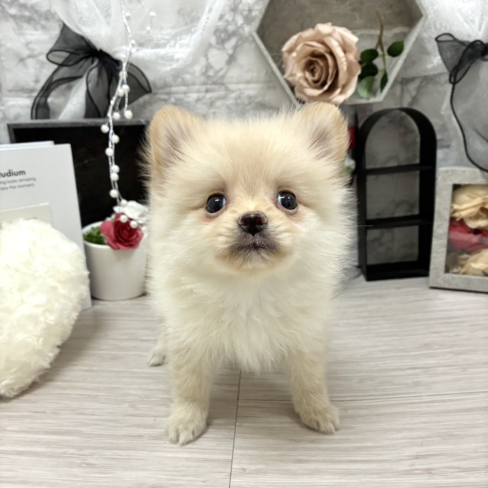 千葉県のポメラニアン (犬の家＆猫の里ワンズモール稲毛店/2026年6月8日生まれ/男の子/クリーム)の子犬の2枚目の画像