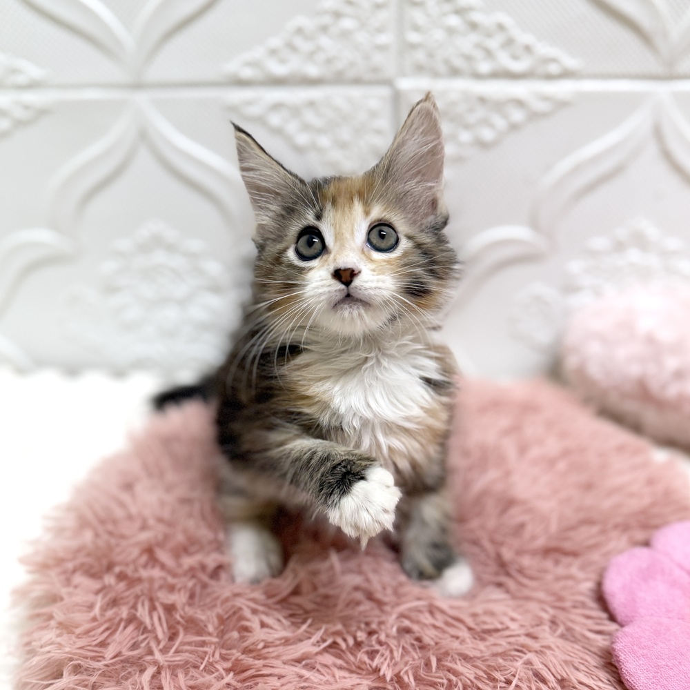 愛知県のメインクーン (犬の家＆猫の里岡崎店/2026年6月7日生まれ/女の子/ブラウンパッチドタビーホワイト)の子猫の2枚目の画像