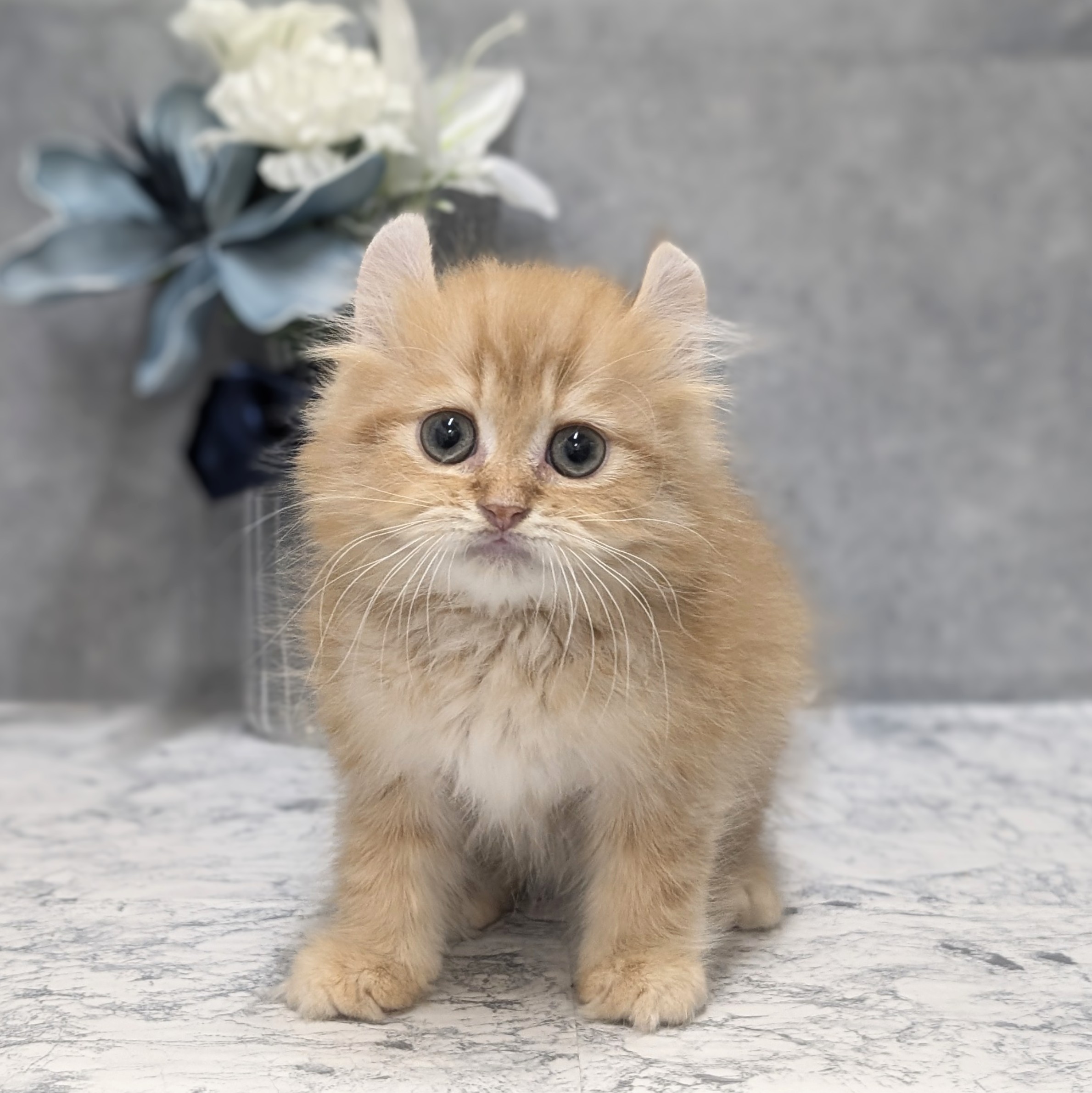 愛知県のキンカロー (犬の家＆猫の里安城店/2026年6月9日生まれ/男の子/レッドタビー)の子猫の1枚目の画像