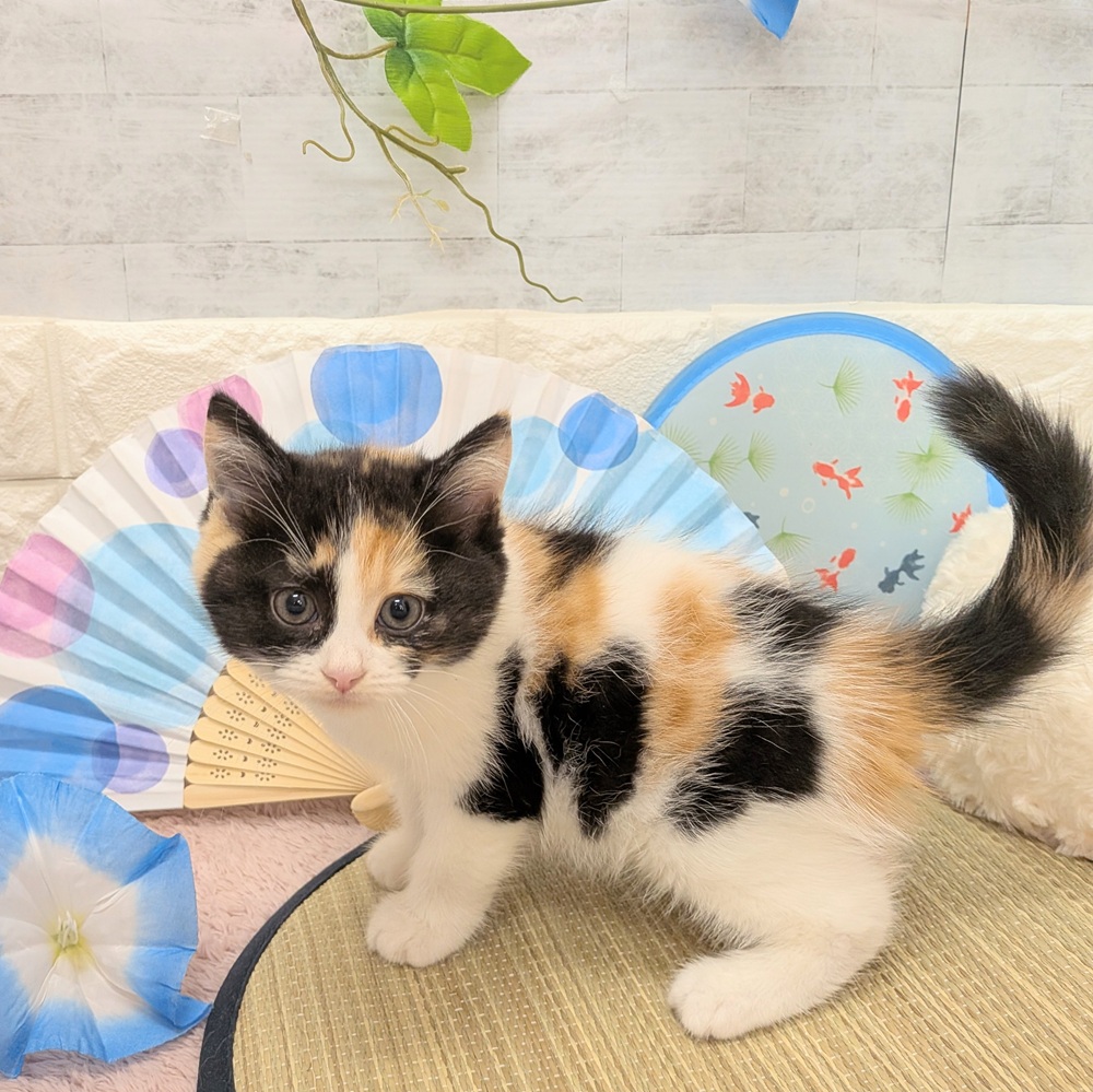 静岡県のマンチカン (犬の家＆猫の里プレ葉ウォーク浜北店/2026年6月9日生まれ/女の子/キャリコ)の子猫の2枚目の画像