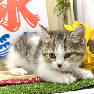 神奈川県のスコティッシュストレート (犬の家＆猫の里小田原店/2026年6月9日生まれ/女の子/ブラウンタビーホワイト)の子猫の1枚目の画像