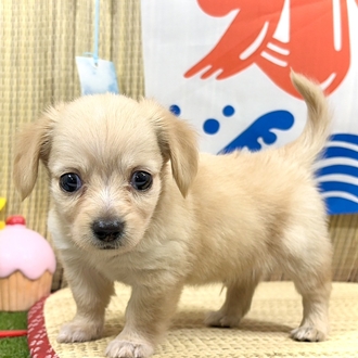 神奈川県のチワックス(チワワ×ダックス) (犬の家＆猫の里小田原店/2026年6月9日生まれ/男の子/イエロー)の子犬の1枚目の画像