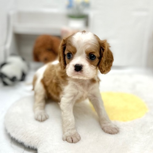 愛知県のキャバリアキングチャールズスパニエル (犬の家＆猫の里豊川インター店/2026年6月9日生まれ/女の子/ブレンハイム)の子犬の2枚目の画像