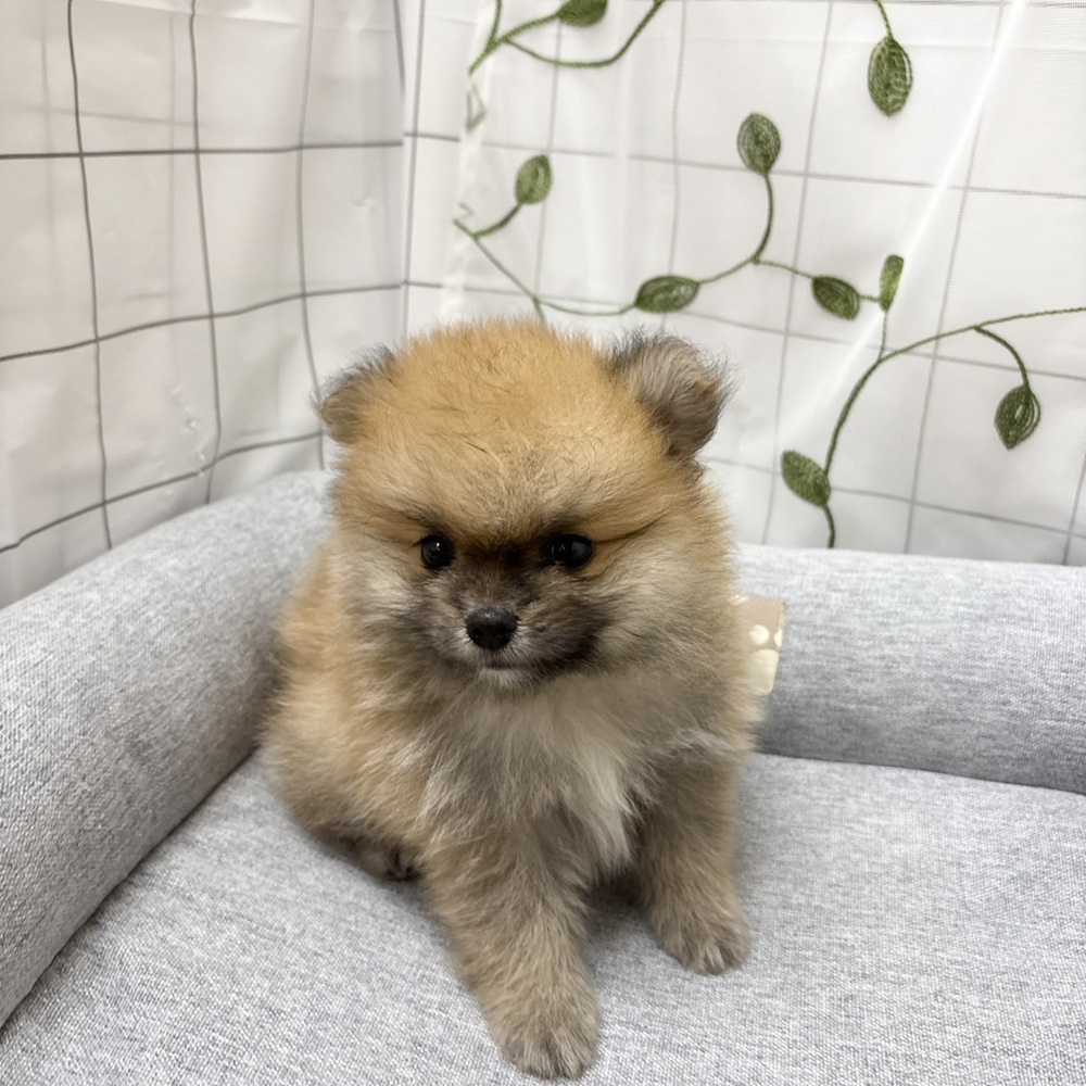 長野県のポメラニアン (犬の家＆猫の里塩尻店/2026年6月6日生まれ/男の子/オレンジ)の子犬の2枚目の画像