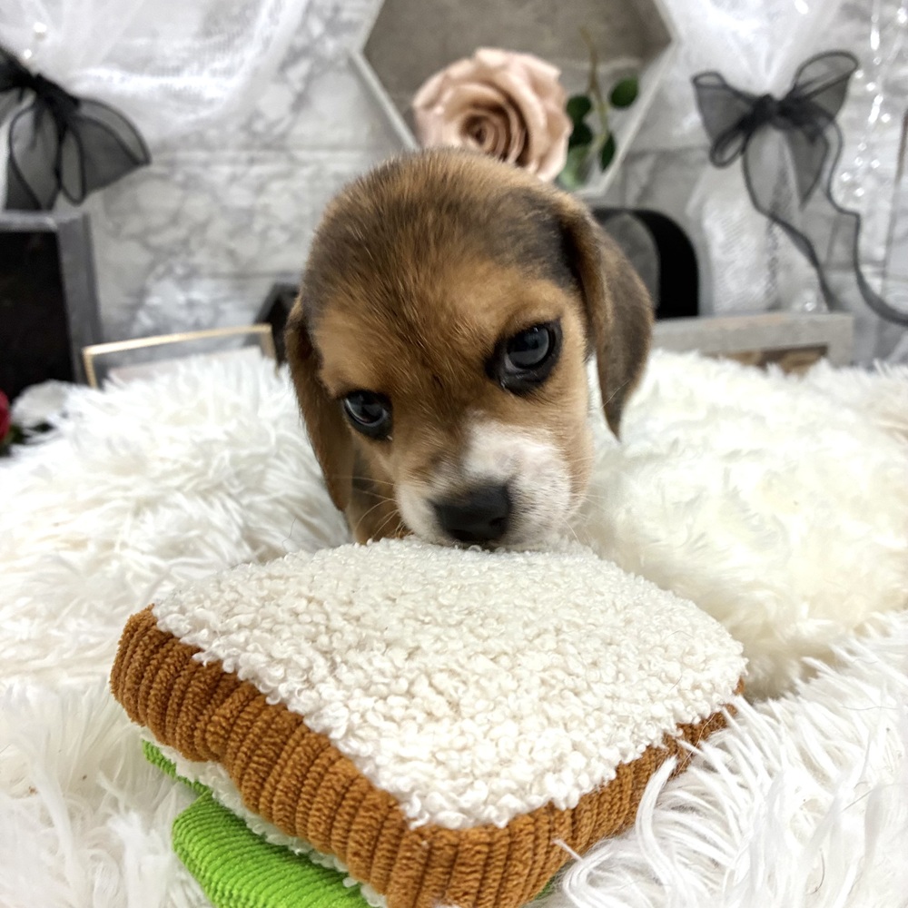 千葉県のビーグル (犬の家＆猫の里ワンズモール稲毛店/2026年6月6日生まれ/女の子/ブラックタンホワイト)の子犬の2枚目の画像