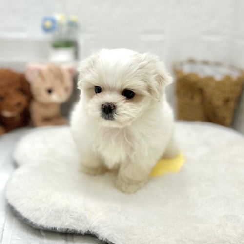 愛知県のマルチーズ (犬の家＆猫の里豊川インター店/2026年6月8日生まれ/男の子/ホワイト)の子犬の2枚目の画像