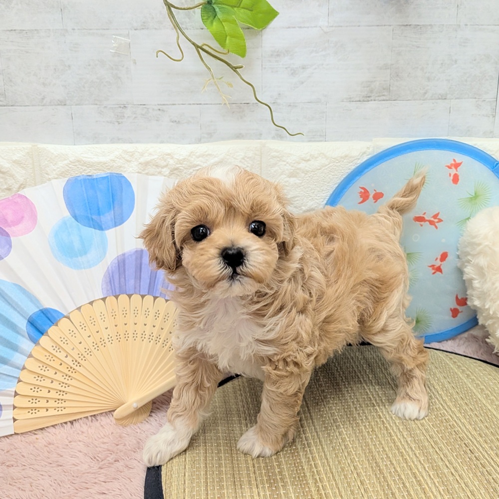 静岡県のマルプー(マルチーズ×プードル) (犬の家＆猫の里プレ葉ウォーク浜北店/2026年6月7日生まれ/女の子/アプリコット)の子犬の2枚目の画像