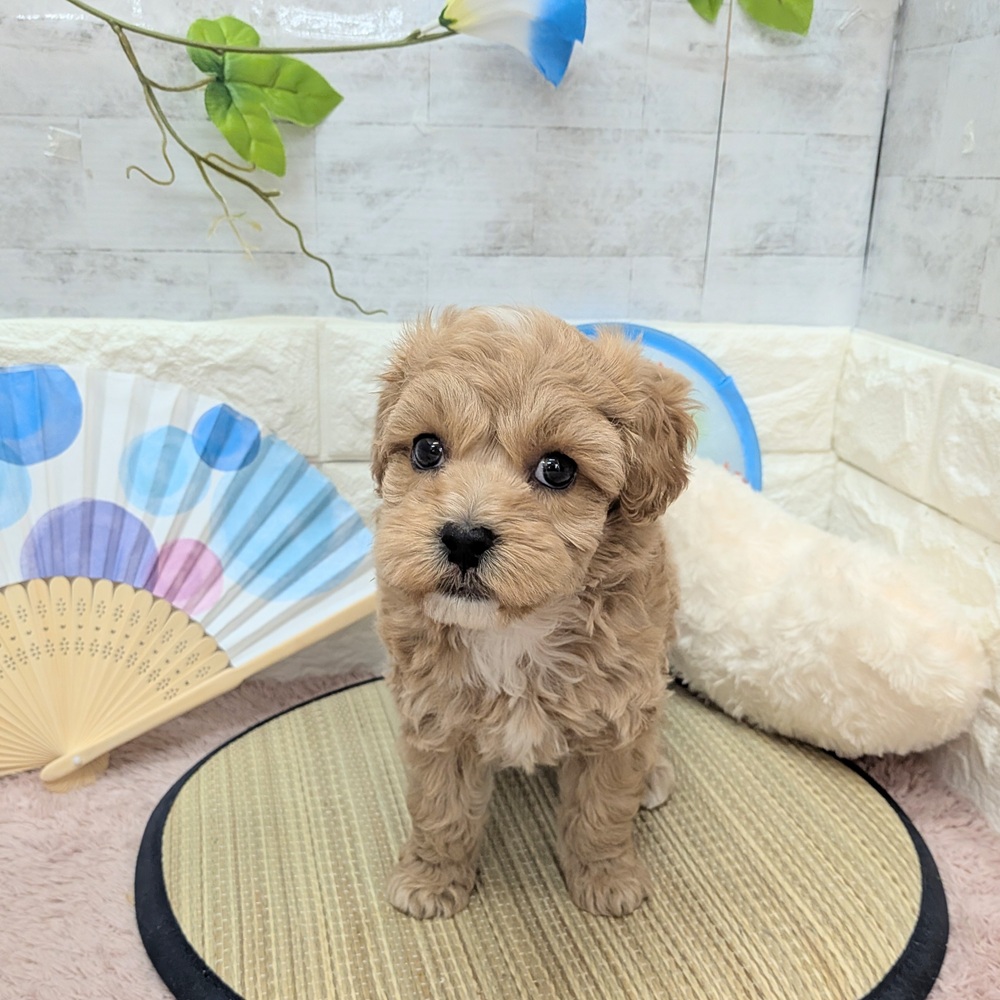 静岡県のマルプー(マルチーズ×プードル) (犬の家＆猫の里プレ葉ウォーク浜北店/2026年6月7日生まれ/女の子/アプリコット)の子犬の2枚目の画像