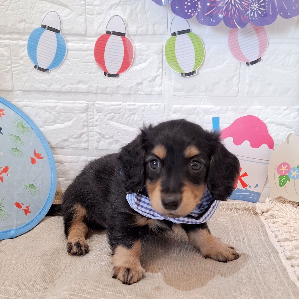 静岡県のミニチュアダックスフンド(ロング) (犬の家＆猫の里富士店/2026年6月7日生まれ/男の子/ブラックタン)の子犬の1枚目の画像