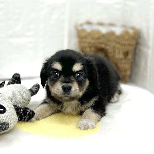 愛知県のチワックス(チワワ×ダックス) (犬の家＆猫の里豊川インター店/2026年6月8日生まれ/女の子/ブラックタン)の子犬の1枚目の画像