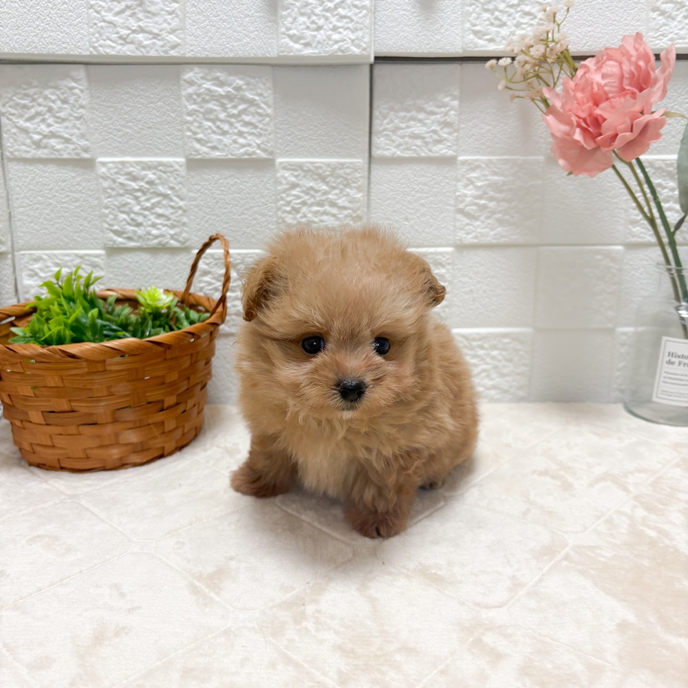 東京都のポメプー(ポメラニアン×プードル) (犬の家＆猫の里ペットフォレスト小平店/2026年6月8日生まれ/男の子/アプリコット)の子犬の2枚目の画像