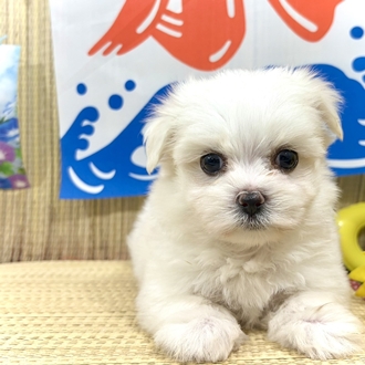 神奈川県のマルチーズ (犬の家＆猫の里小田原店/2026年6月9日生まれ/男の子/ホワイト)の子犬の1枚目の画像