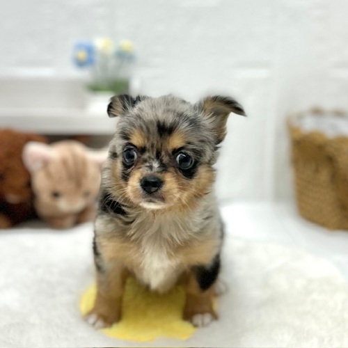 愛知県のパピチー/チワパピ(パピヨン×チワワ) (犬の家＆猫の里豊川インター店/2026年6月6日生まれ/女の子/ブルーマール)の子犬の2枚目の画像