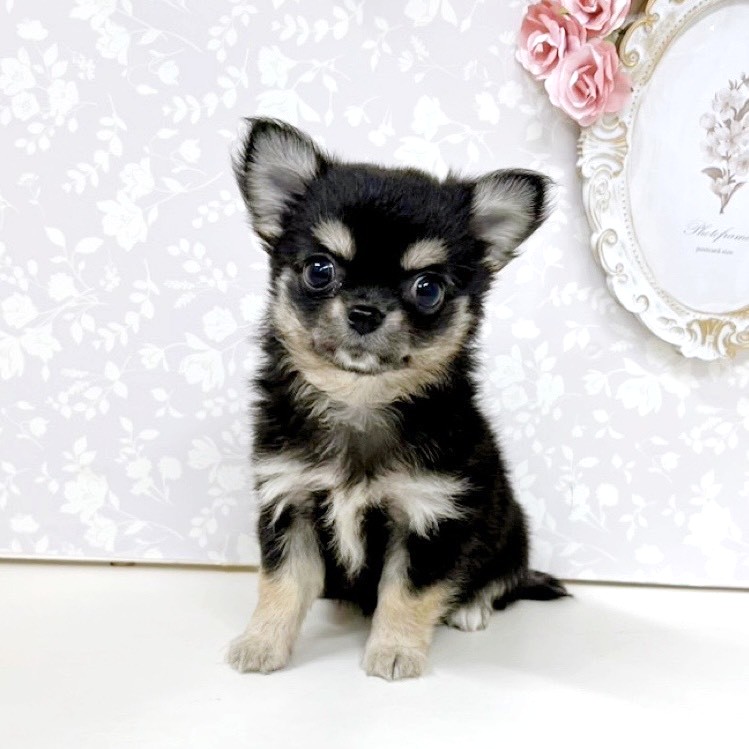 富山県のチワワ(ロング) (犬の家＆猫の里アミーゴ高岡蓮花寺店/2026年6月8日生まれ/女の子/ブラックタン)の子犬の2枚目の画像