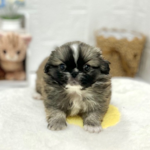 愛知県のペキニーズ (犬の家＆猫の里豊川インター店/2026年6月8日生まれ/男の子/フォーンホワイト)の子犬の1枚目の画像
