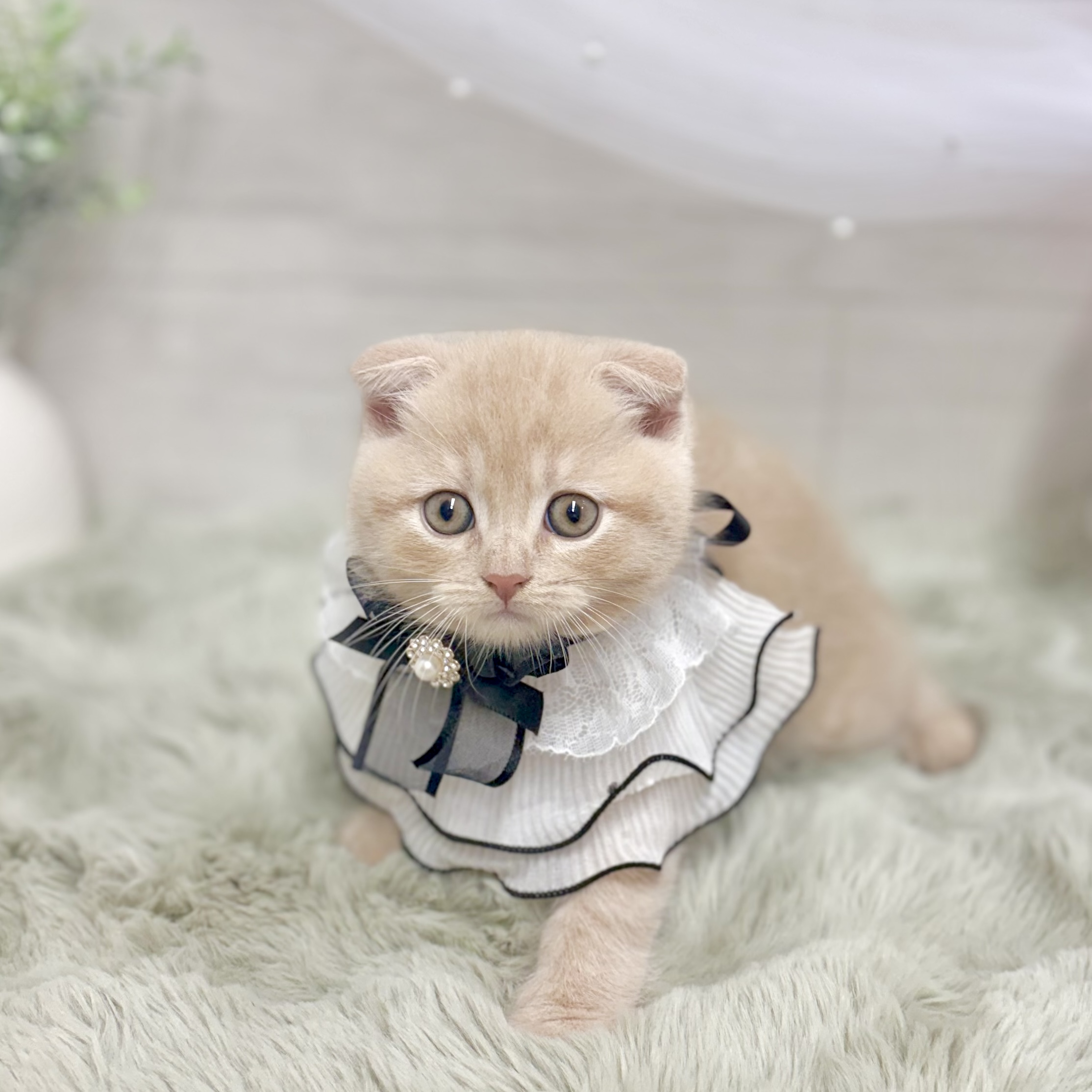神奈川県のスコティッシュフォールド (犬の家＆猫の里相模原店/2026年6月4日生まれ/男の子/クリームタビー)の子猫の2枚目の画像