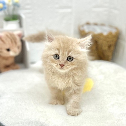 愛知県のスコティッシュフォールド (犬の家＆猫の里豊川インター店/2026年6月4日生まれ/女の子/クリーム)の子猫の1枚目の画像