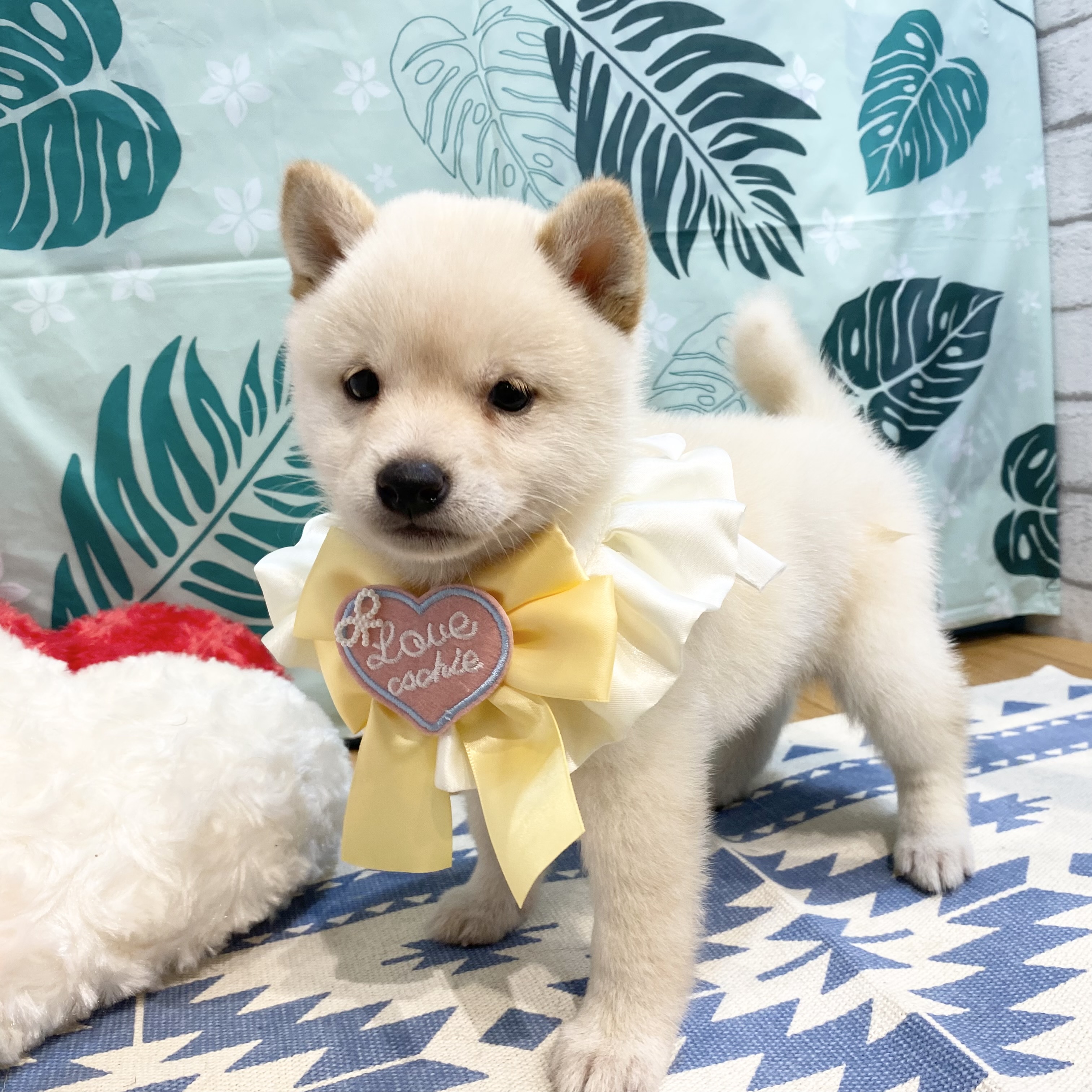 長野県の豆柴 (犬の家＆猫の里カインズ梓川店/2026年6月9日生まれ/女の子/白)の子犬の1枚目の画像