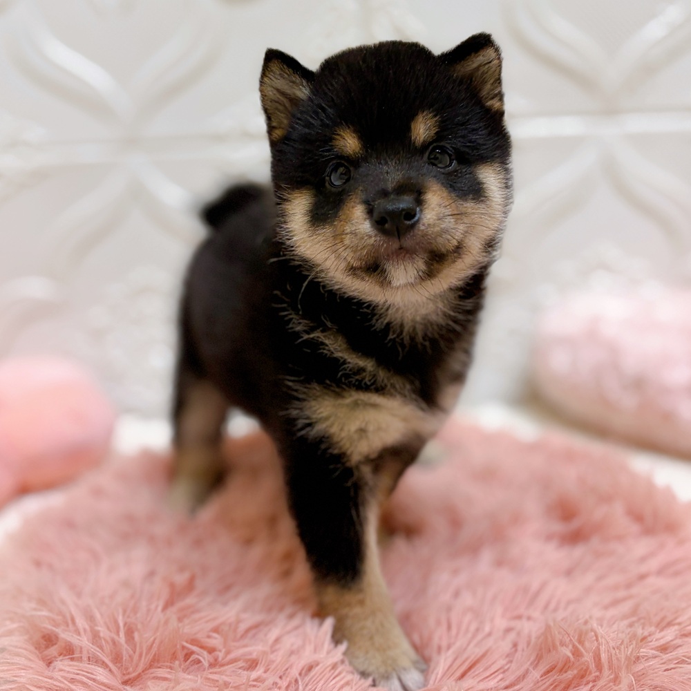 愛知県の豆柴 (犬の家＆猫の里岡崎店/2026年6月9日生まれ/女の子/黒)の子犬の2枚目の画像