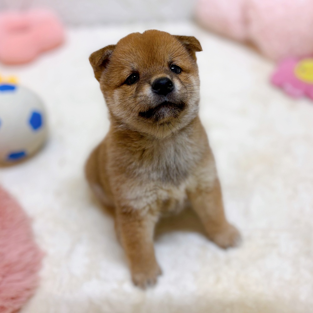 愛知県の柴犬(標準サイズ) (犬の家＆猫の里岡崎店/2026年6月9日生まれ/男の子/赤)の子犬の2枚目の画像