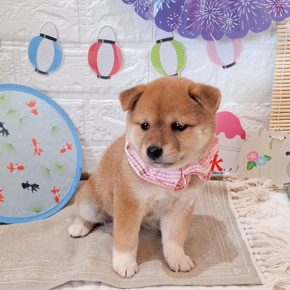 静岡県の柴犬(標準サイズ) (犬の家＆猫の里富士店/2026年6月9日生まれ/女の子/赤)の子犬の2枚目の画像