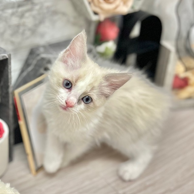 千葉県のラグドール (犬の家＆猫の里ワンズモール稲毛店/2026年6月8日生まれ/女の子/ブルーポイントバイカラー)の子猫の2枚目の画像