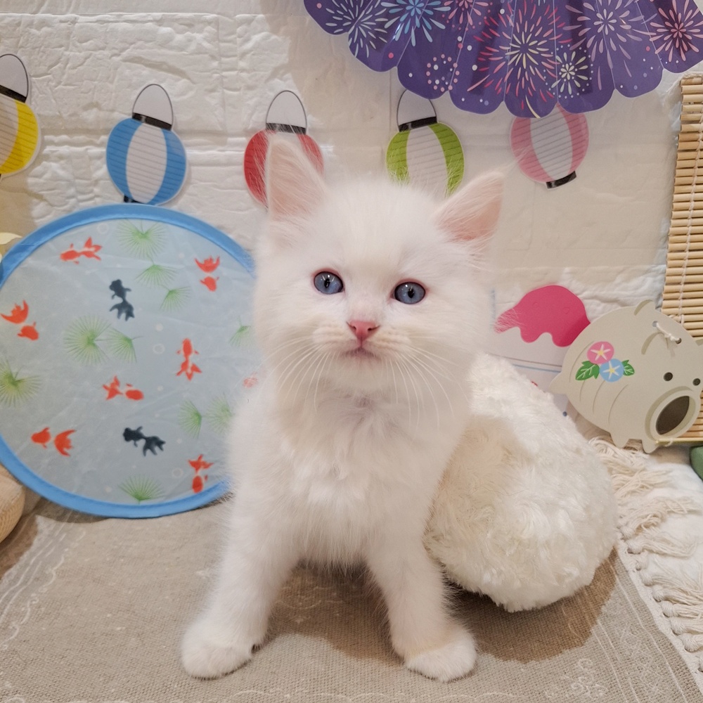 静岡県のラグドール (犬の家＆猫の里富士店/2026年6月8日生まれ/男の子/クリームポイント)の子猫の1枚目の画像