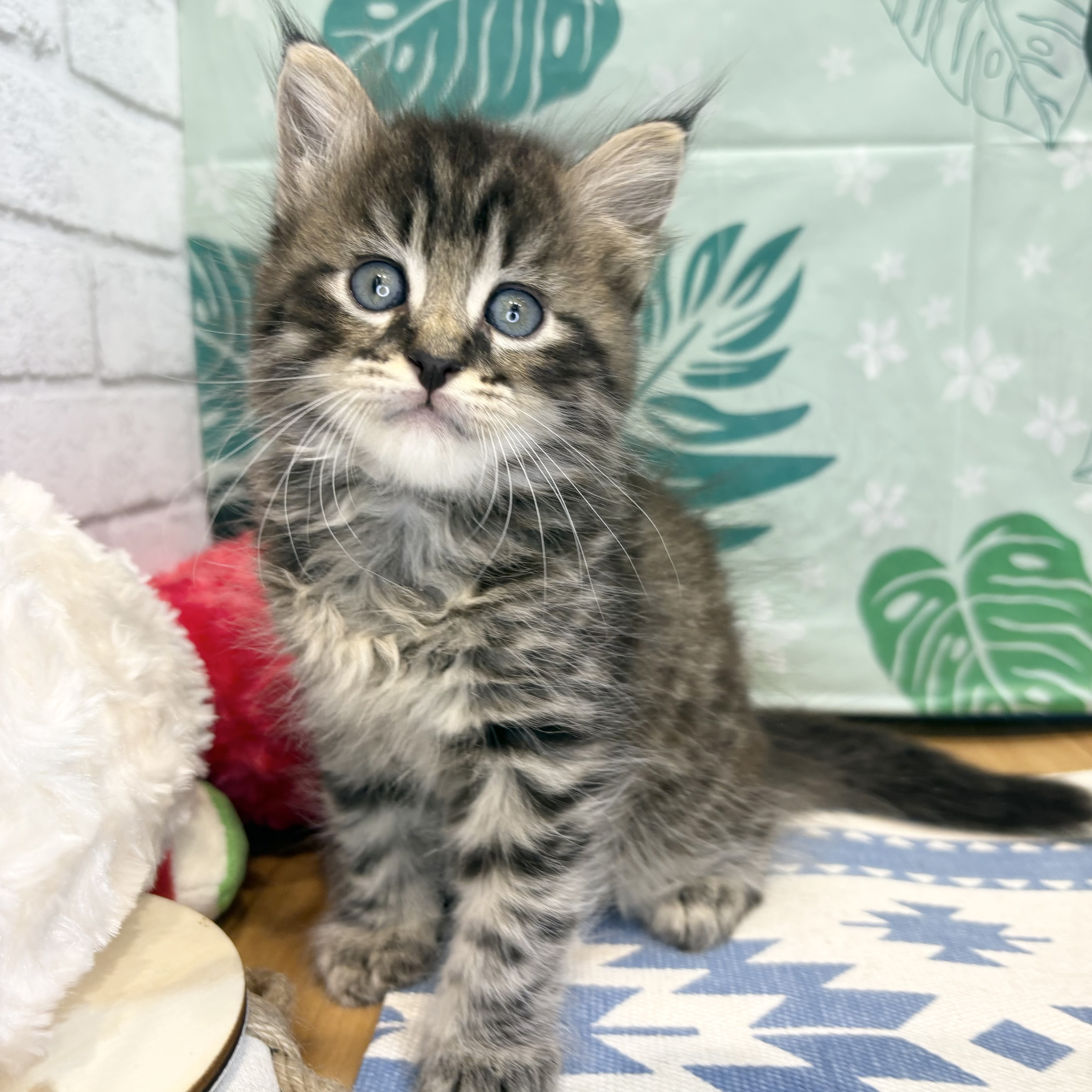 長野県のマンチカン (犬の家＆猫の里カインズ梓川店/2026年6月9日生まれ/男の子/ブラウンタビーホワイト)の子猫の2枚目の画像