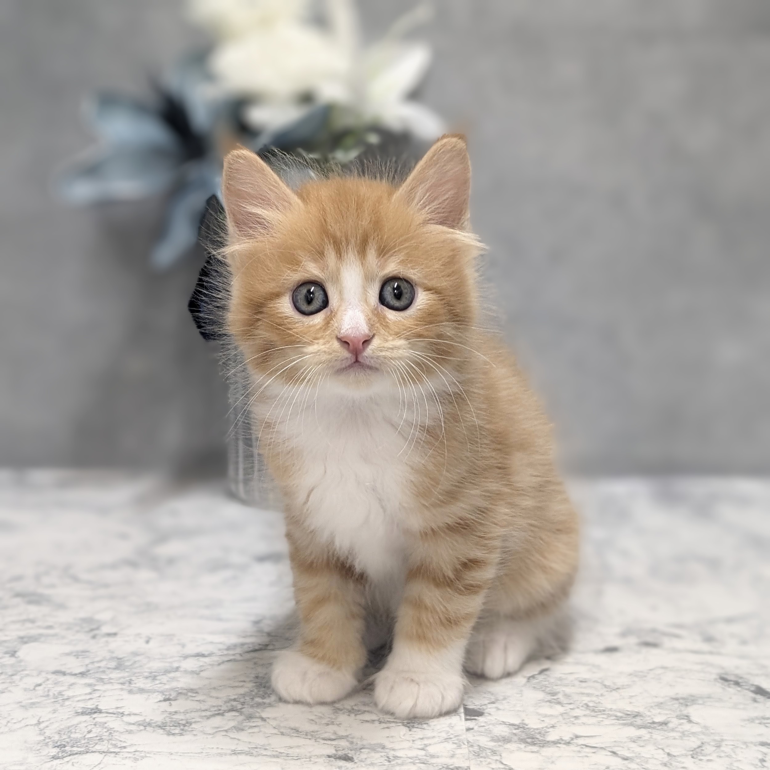 愛知県のマンチカン (犬の家＆猫の里安城店/2026年6月9日生まれ/男の子/レッドタビーホワイト)の子猫の1枚目の画像