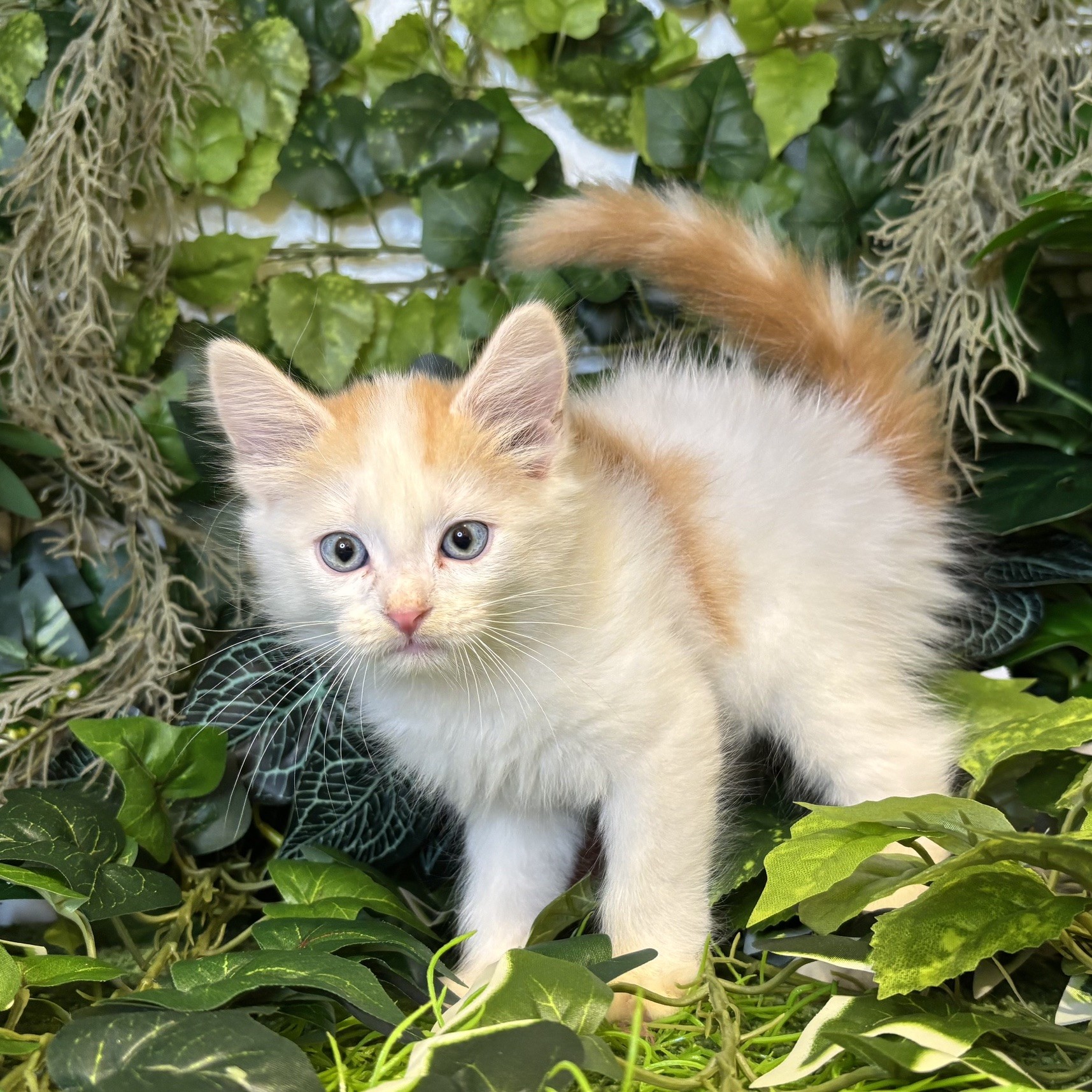 東京都のスコティッシュフォールド (犬の家＆猫の里新宿店/2026年6月6日生まれ/男の子/レッドタビーホワイト)の子猫の1枚目の画像