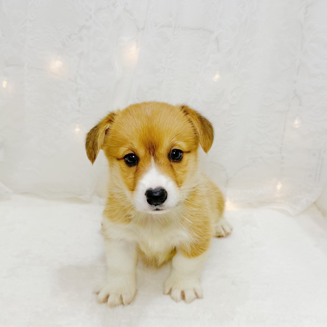 千葉県のウェルシュコーギーペンブローク (犬の家＆猫の里BIGHOPガーデンモール印西店/2026年6月8日生まれ/女の子/セーブルホワイト)の子犬の1枚目の画像