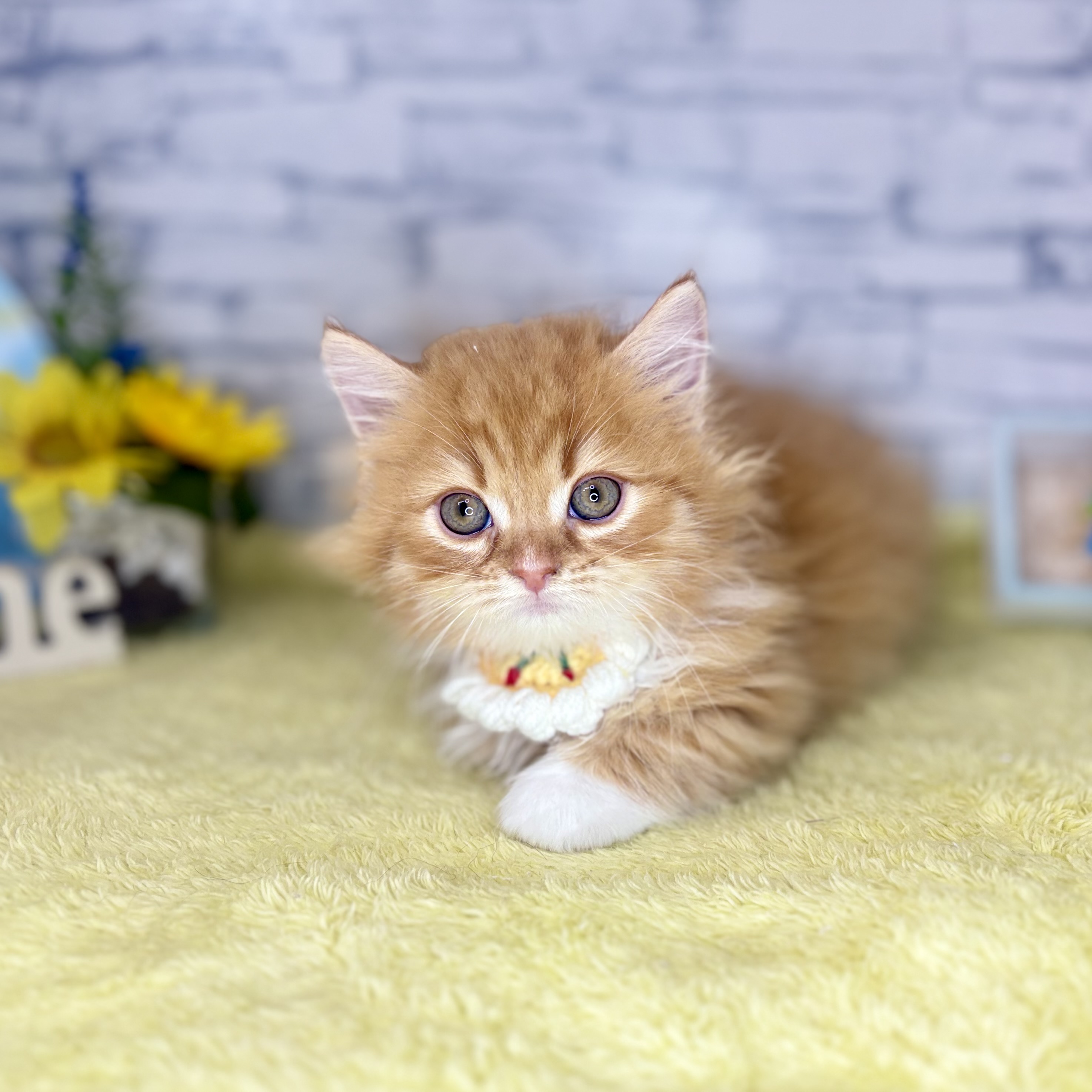 長野県のミヌエット (犬の家＆猫の里長野店/2026年6月4日生まれ/男の子/レッドタビーホワイト)の子猫の2枚目の画像