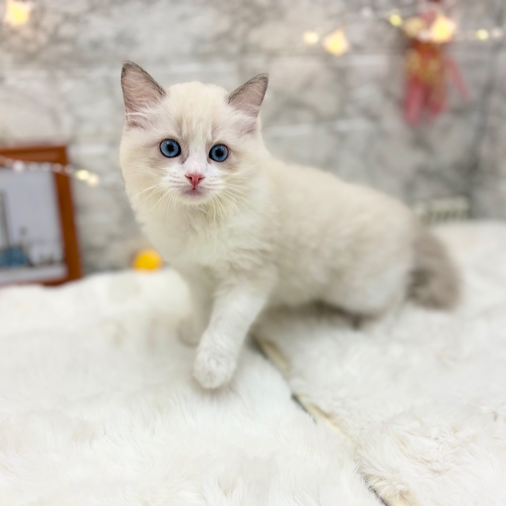 静岡県のラグドール (犬の家＆猫の里MEGAドン・キホーテ袋井店/2026年6月8日生まれ/男の子/ブルーポイントバイカラー)の子猫の2枚目の画像