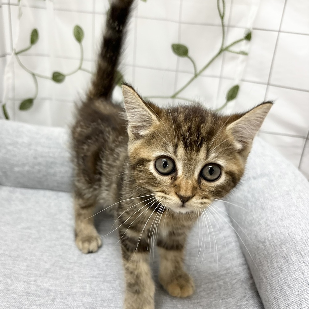 長野県のマンチカン (犬の家＆猫の里塩尻店/2026年6月3日生まれ/女の子/ブラウンパッチドタビー)の子猫の1枚目の画像