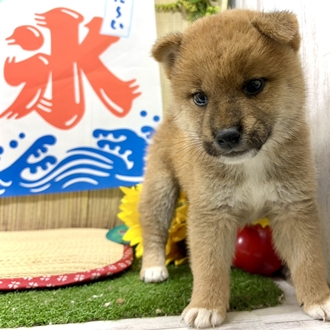 神奈川県の柴犬(標準サイズ) (犬の家＆猫の里小田原店/2026年6月8日生まれ/男の子/赤)の子犬の1枚目の画像