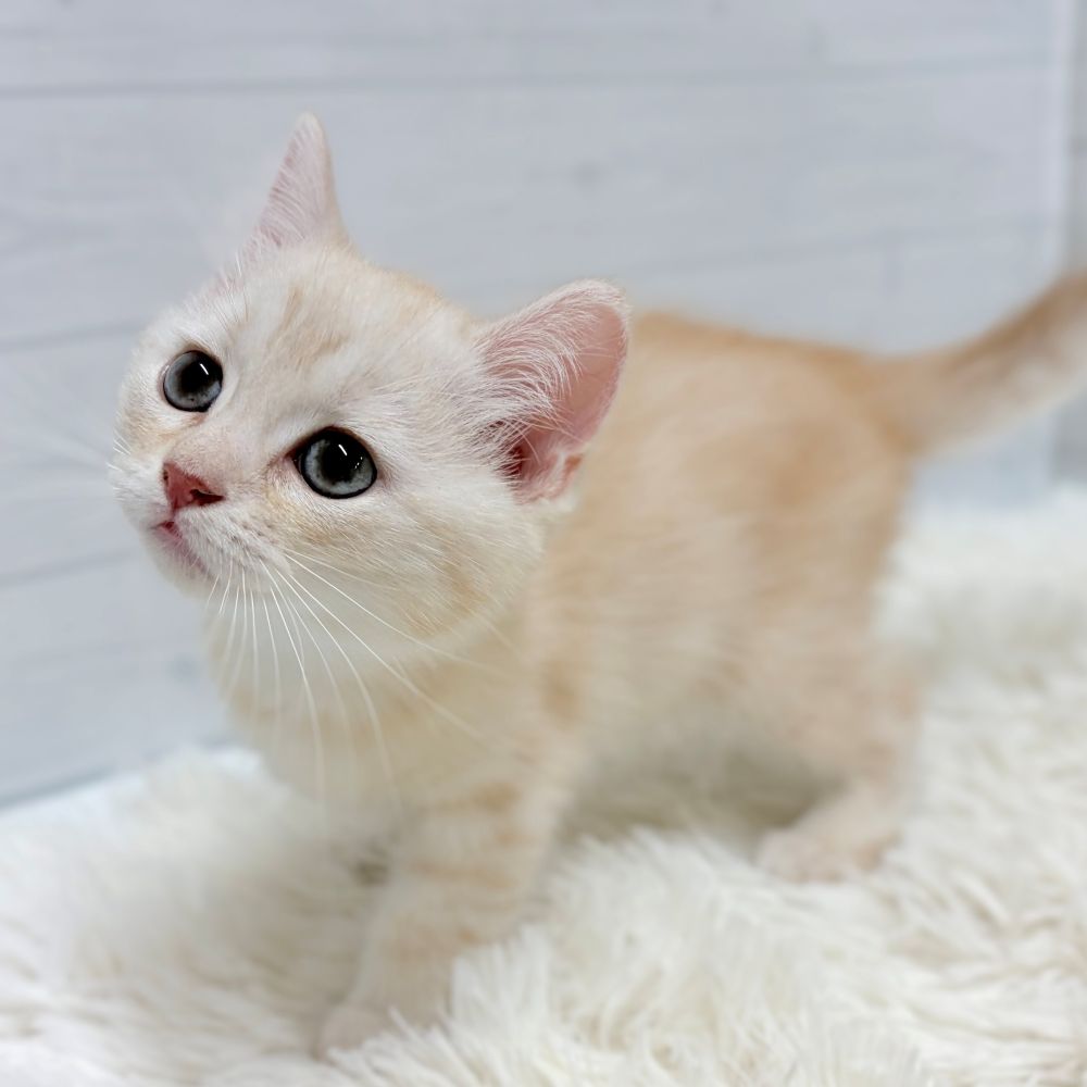 愛知県のミヌエット (犬の家＆猫の里豊田店/2026年6月4日生まれ/男の子/クリームタビー)の子猫の2枚目の画像