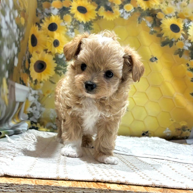 福岡県のチワプー/プーチー(チワワ×プードル) (犬の家＆猫の里トリアス久山店/2026年6月9日生まれ/男の子/アプリコット)の子犬の2枚目の画像