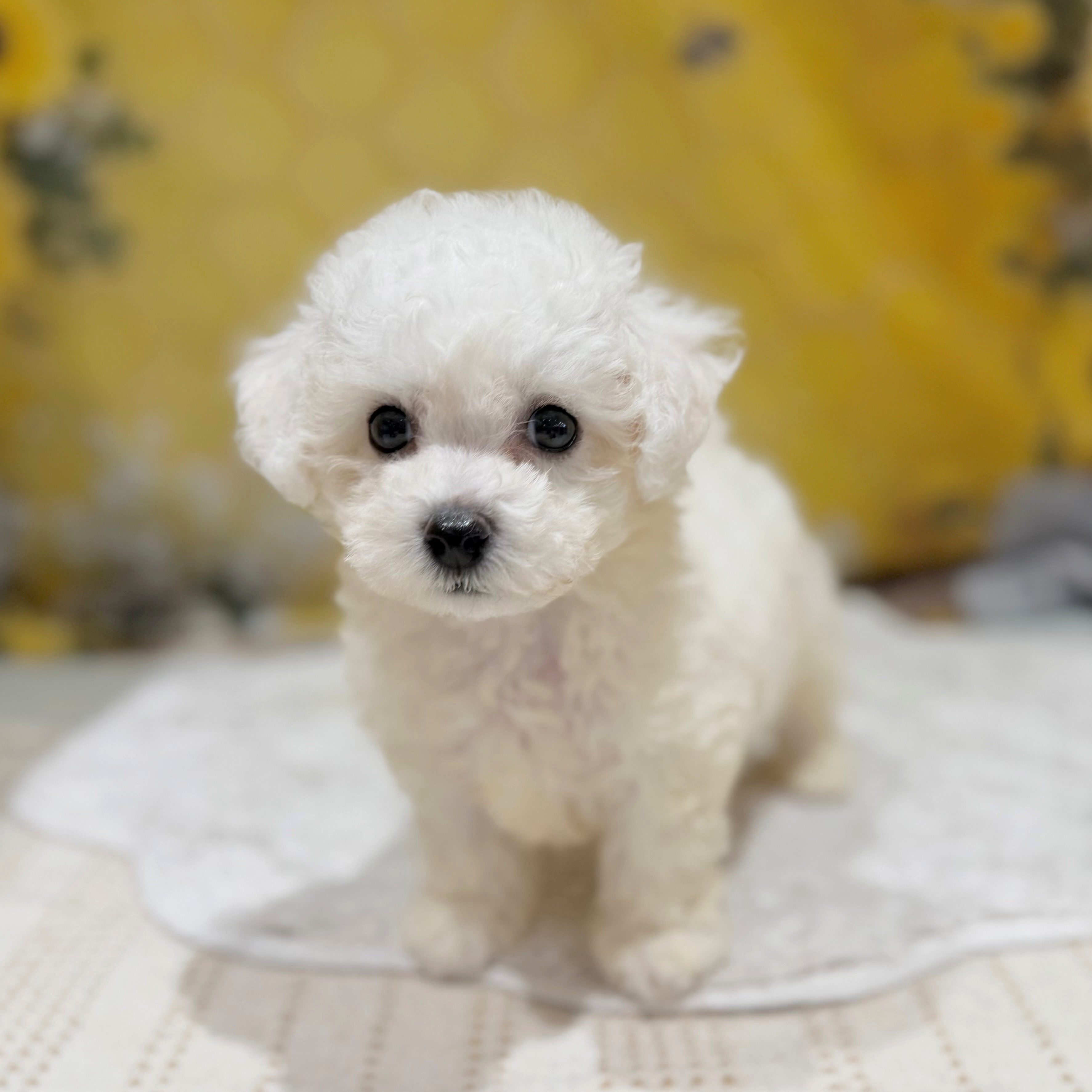 福岡県のビションフリーゼ (犬の家＆猫の里トリアス久山店/2026年6月9日生まれ/男の子/ホワイト)の子犬の1枚目の画像