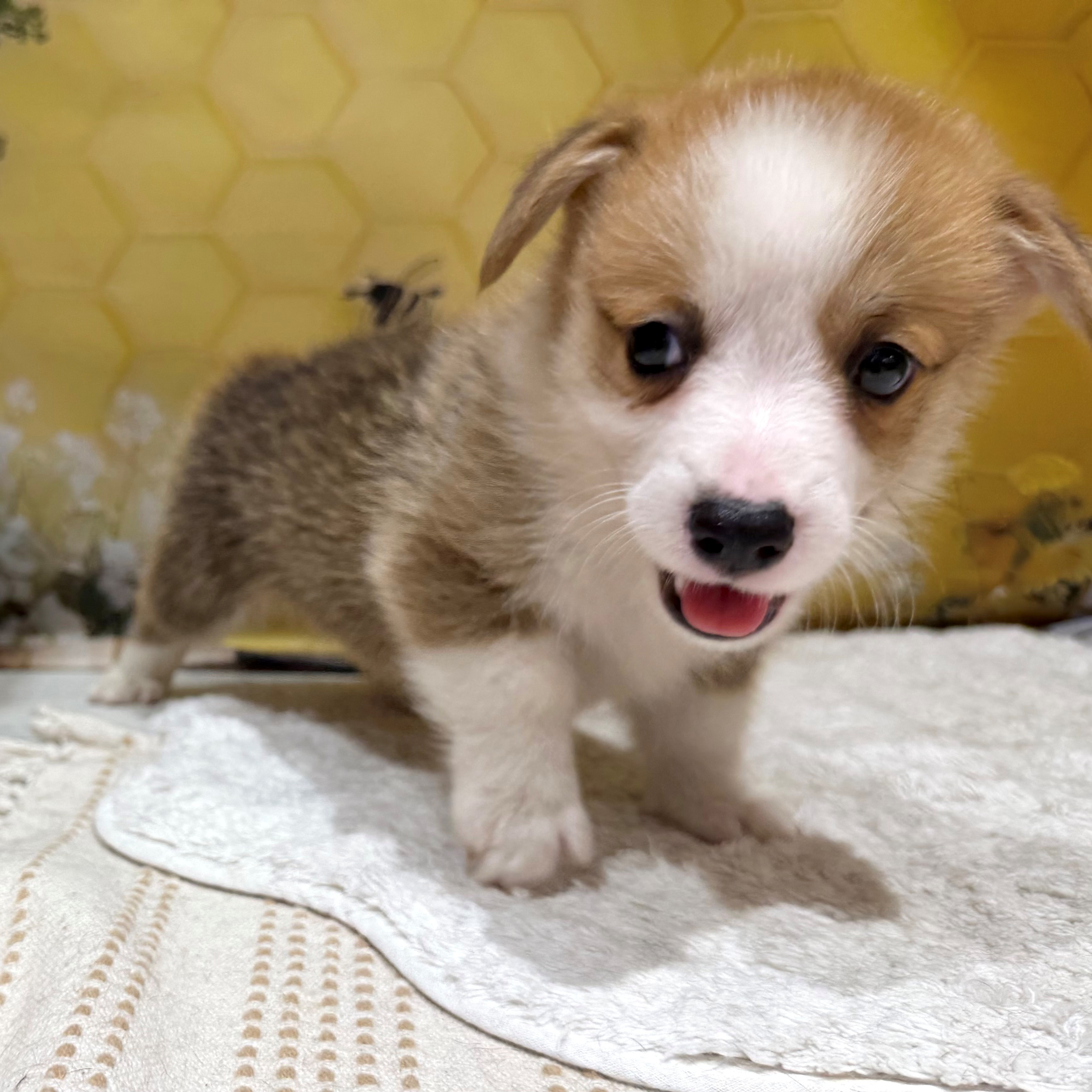 福岡県のウェルシュコーギーペンブローク (犬の家＆猫の里トリアス久山店/2026年6月8日生まれ/男の子/レッドホワイト)の子犬の2枚目の画像