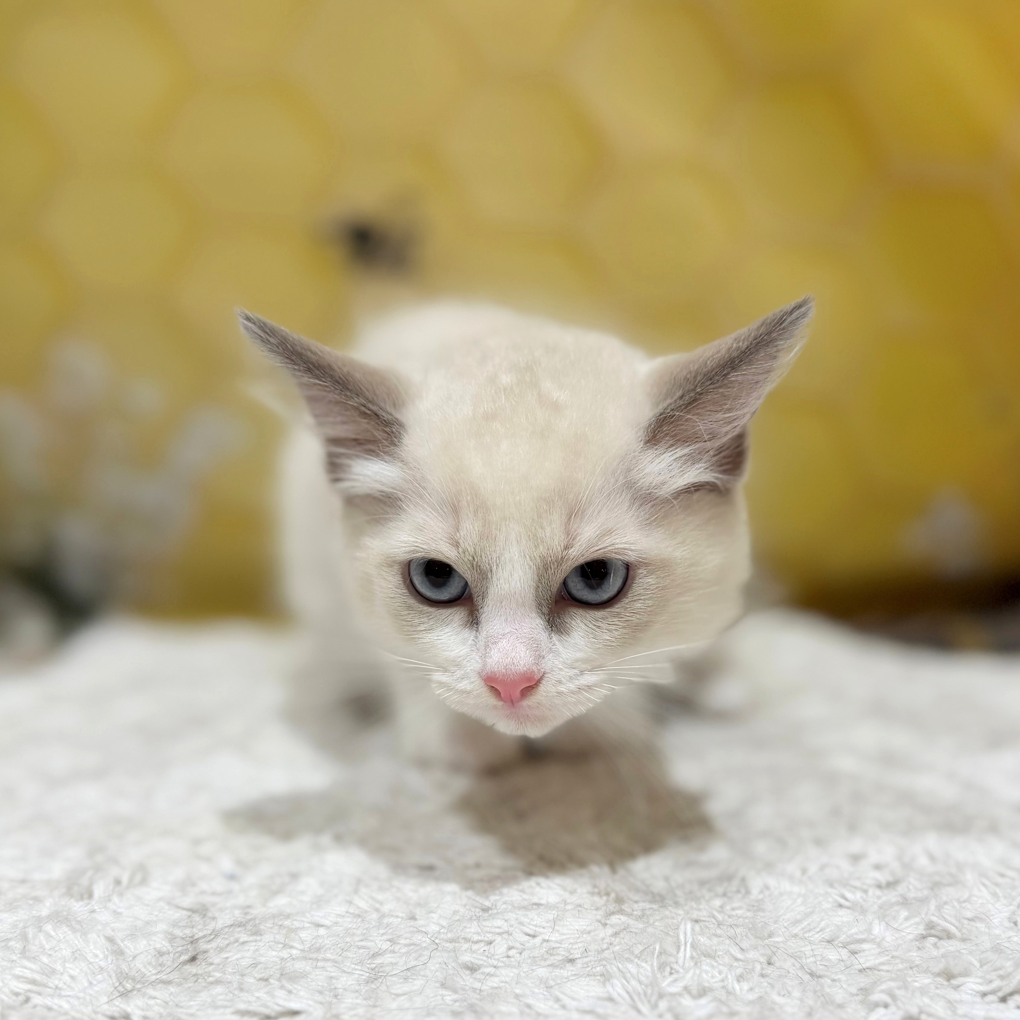 福岡県のラグドール (犬の家＆猫の里トリアス久山店/2026年6月7日生まれ/男の子/ブルーポイントバイカラー)の子猫の2枚目の画像