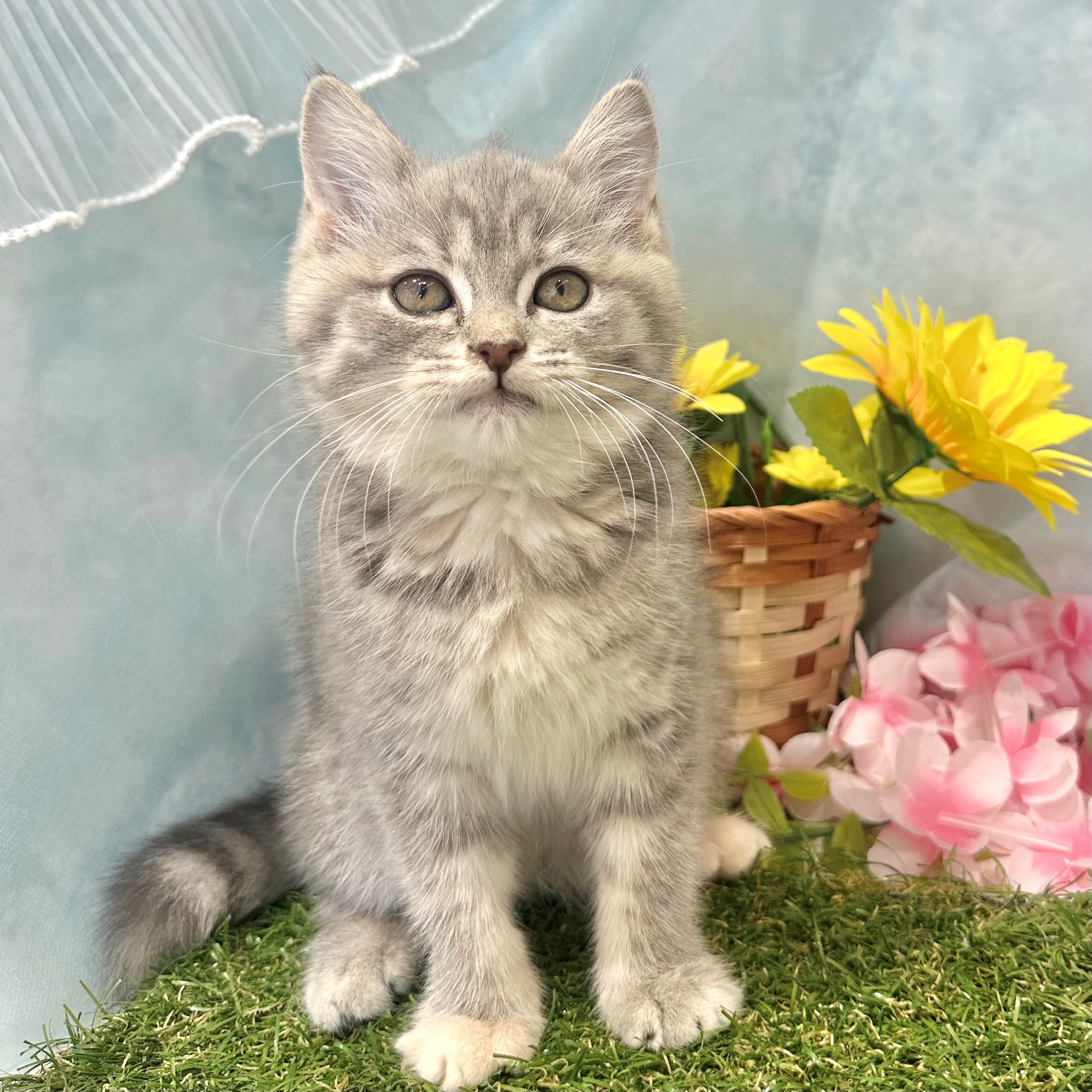 福岡県のスコティッシュフォールド (犬の家＆猫の里くりえいと宗像店/2026年6月4日生まれ/女の子/ブルーパッチドタビーホワイト)の子猫の1枚目の画像