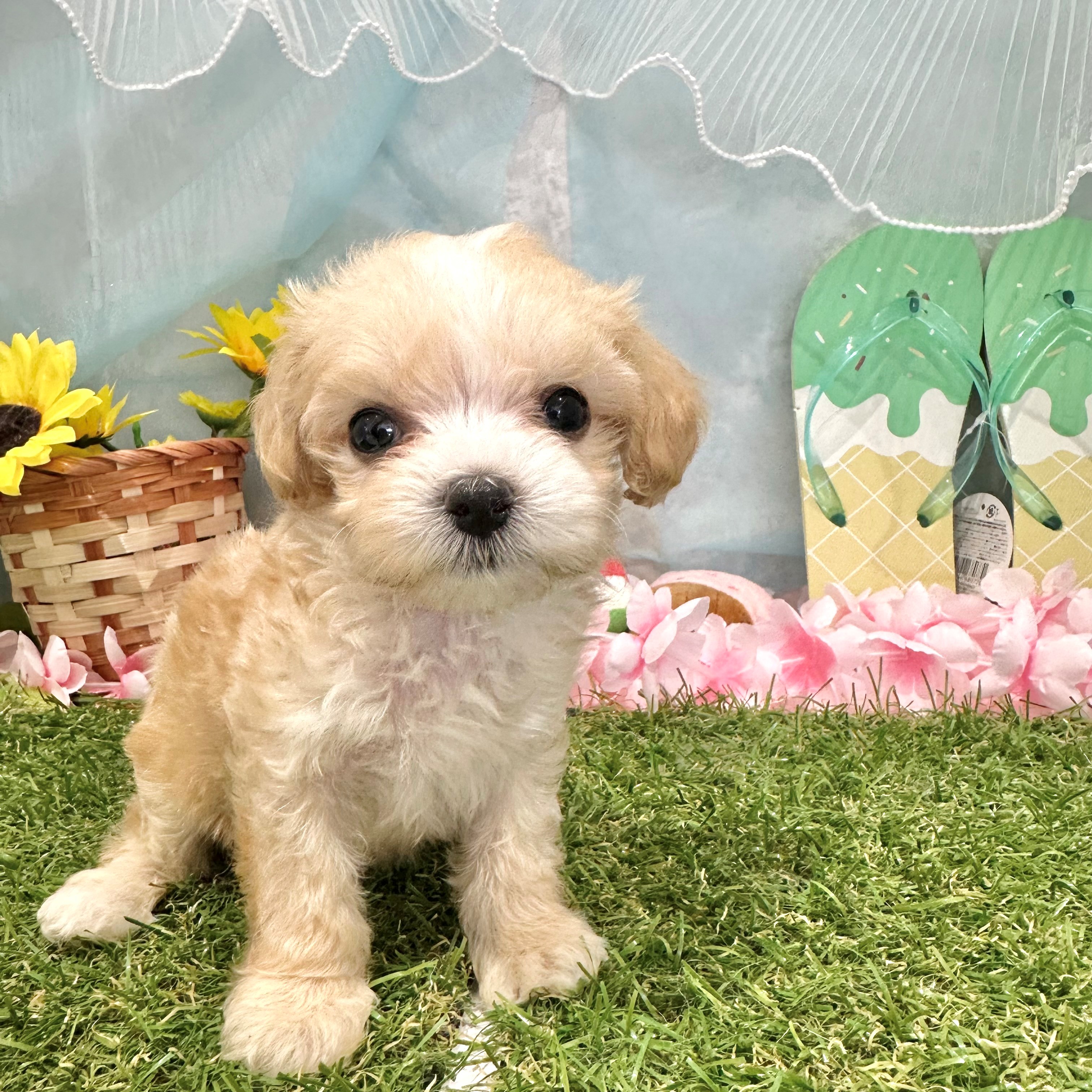 福岡県のマルプー(マルチーズ×プードル) (犬の家＆猫の里くりえいと宗像店/2026年6月7日生まれ/女の子/クリーム)の子犬の2枚目の画像