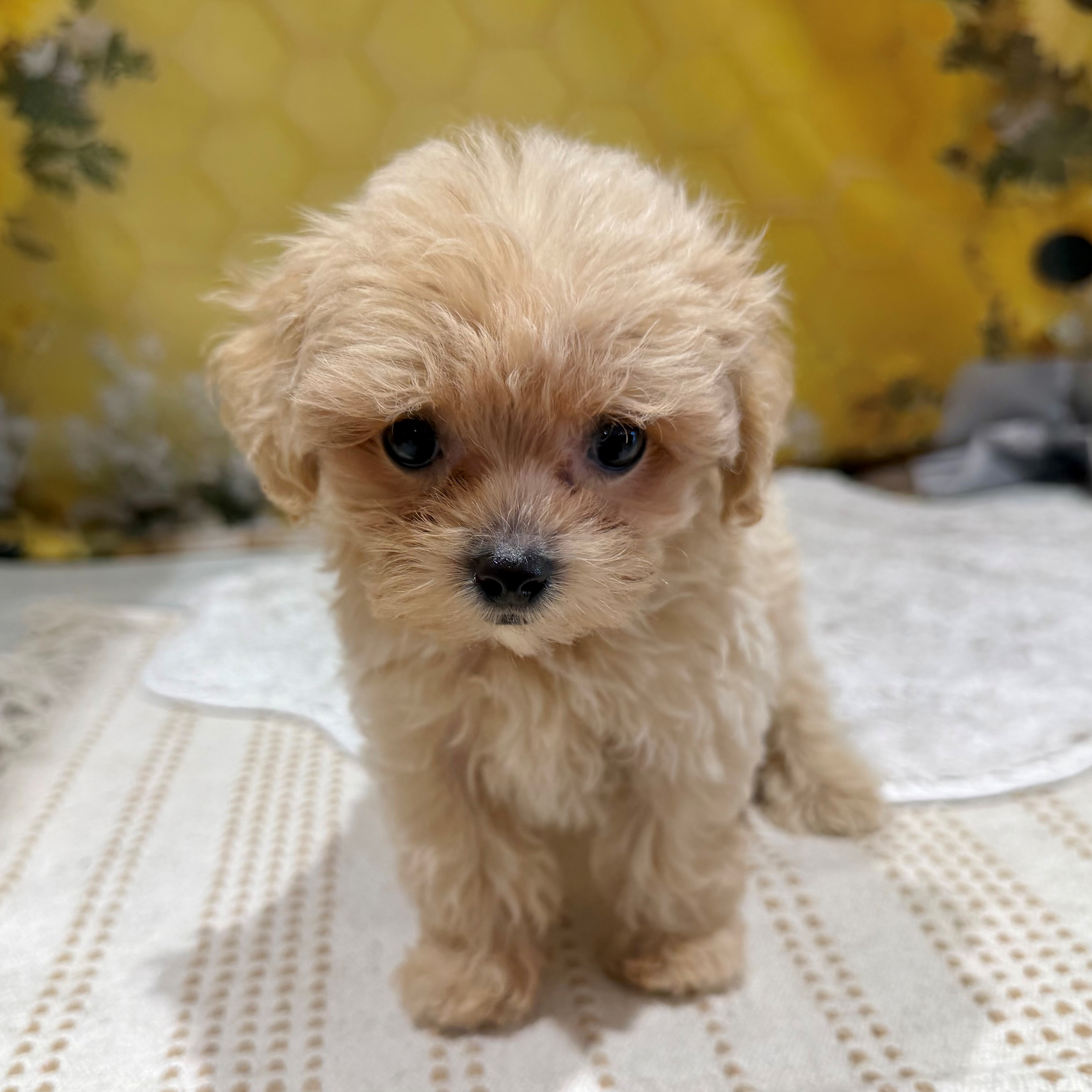福岡県のマルプー(マルチーズ×プードル) (犬の家＆猫の里トリアス久山店/2026年6月2日生まれ/男の子/クリーム)の子犬の2枚目の画像