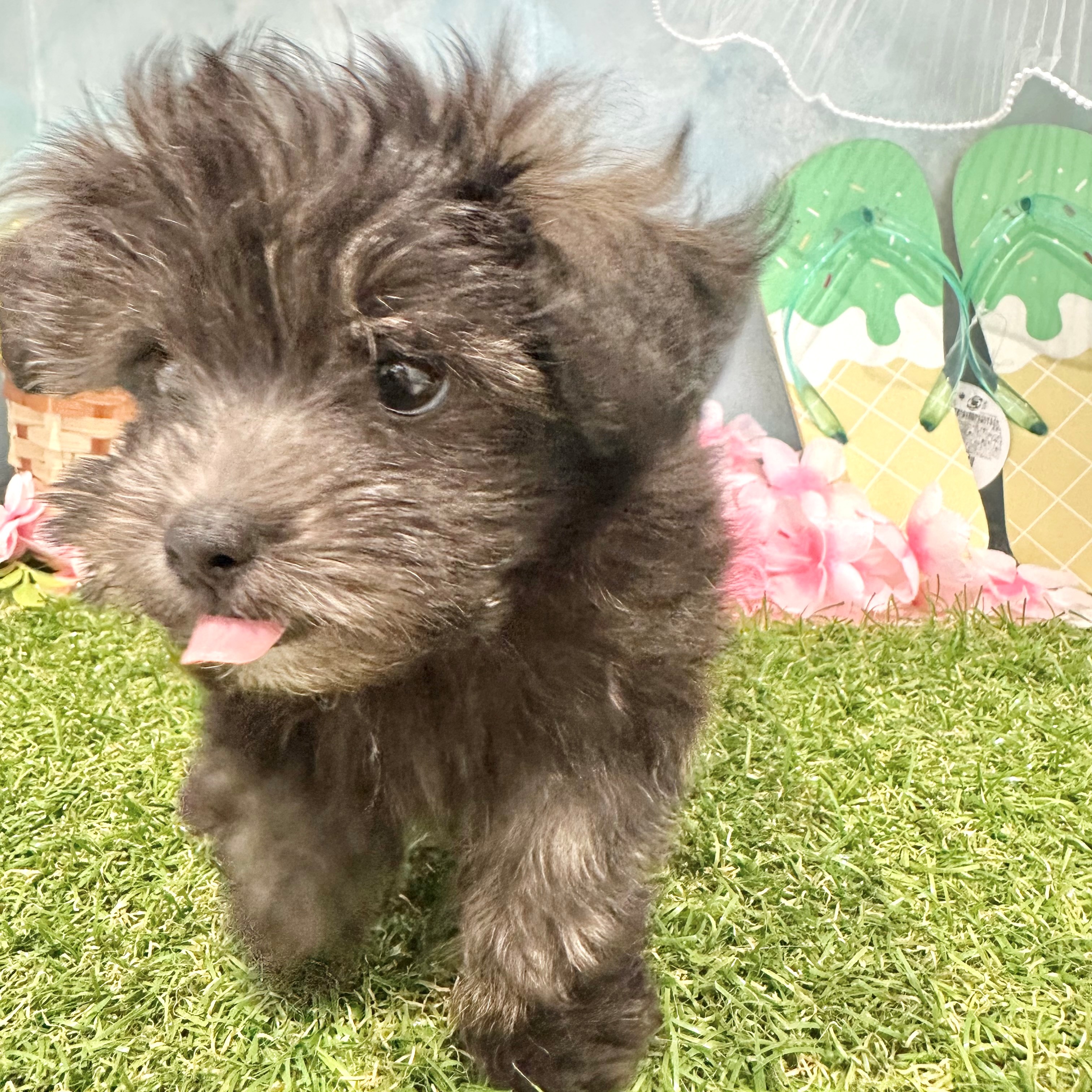 福岡県のマルプー(マルチーズ×プードル) (犬の家＆猫の里くりえいと宗像店/2026年6月3日生まれ/男の子/シルバー)の子犬の2枚目の画像