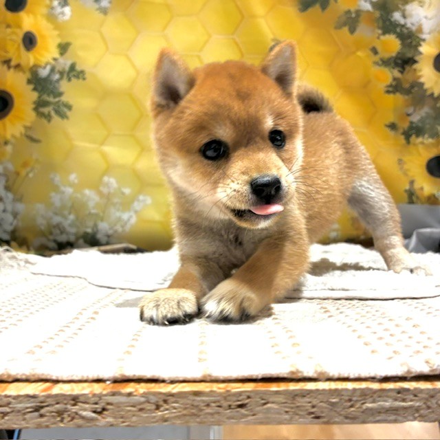福岡県の豆柴 (犬の家＆猫の里トリアス久山店/2026年6月8日生まれ/女の子/赤)の子犬の2枚目の画像