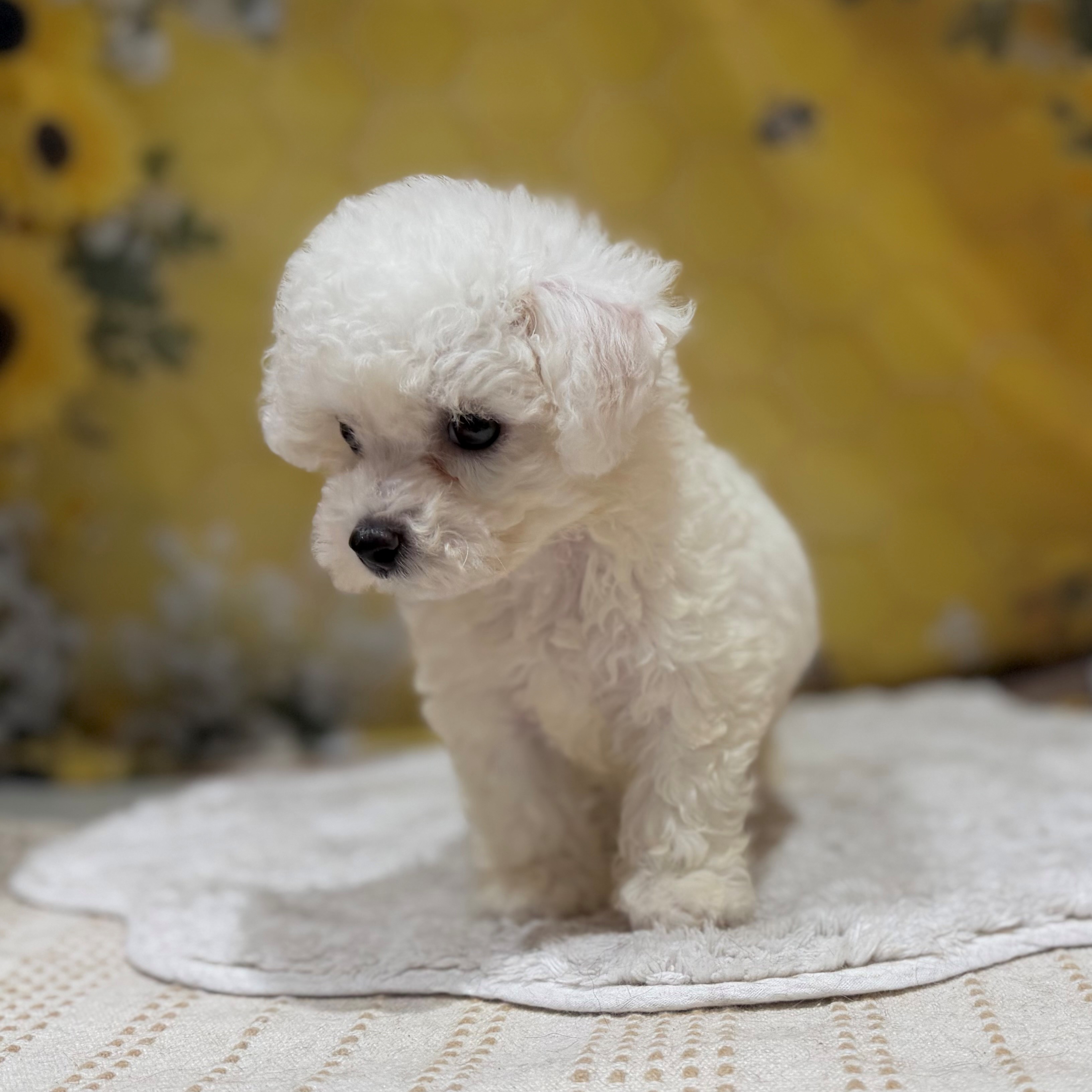 福岡県のビションフリーゼ (犬の家＆猫の里トリアス久山店/2026年6月9日生まれ/男の子/ホワイト)の子犬の2枚目の画像
