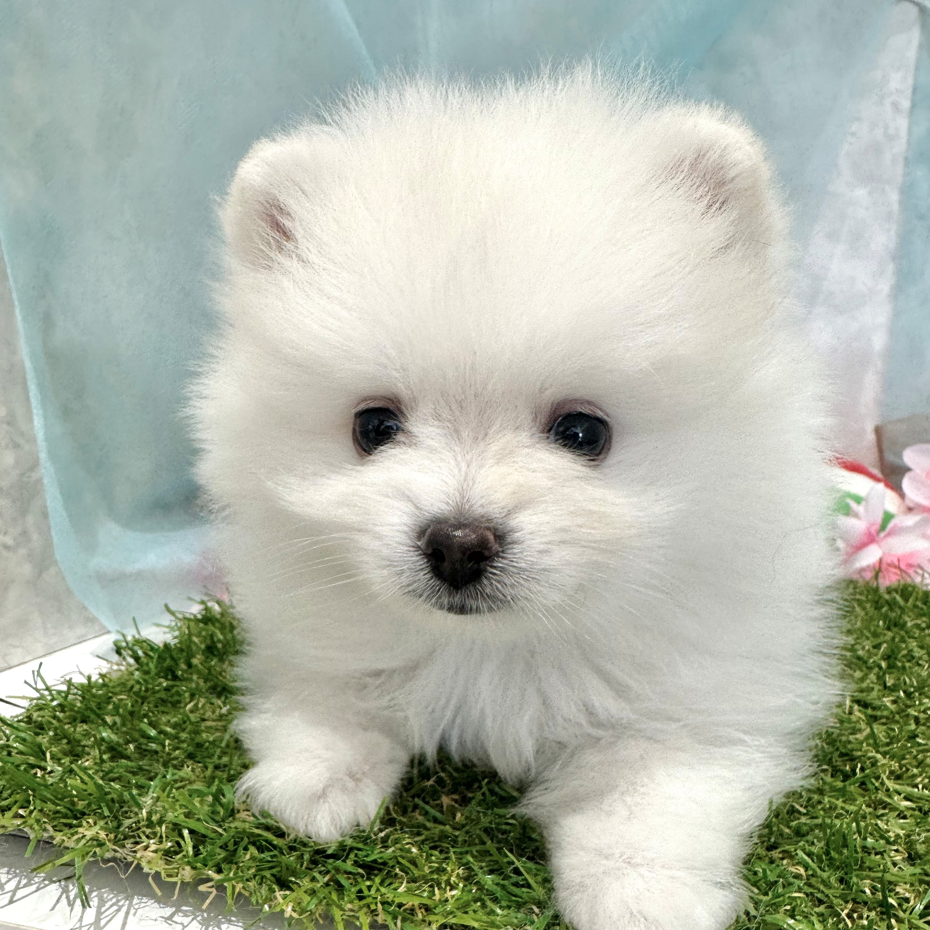 福岡県のポメラニアン (犬の家＆猫の里くりえいと宗像店/2026年6月7日生まれ/男の子/ホワイト)の子犬の2枚目の画像