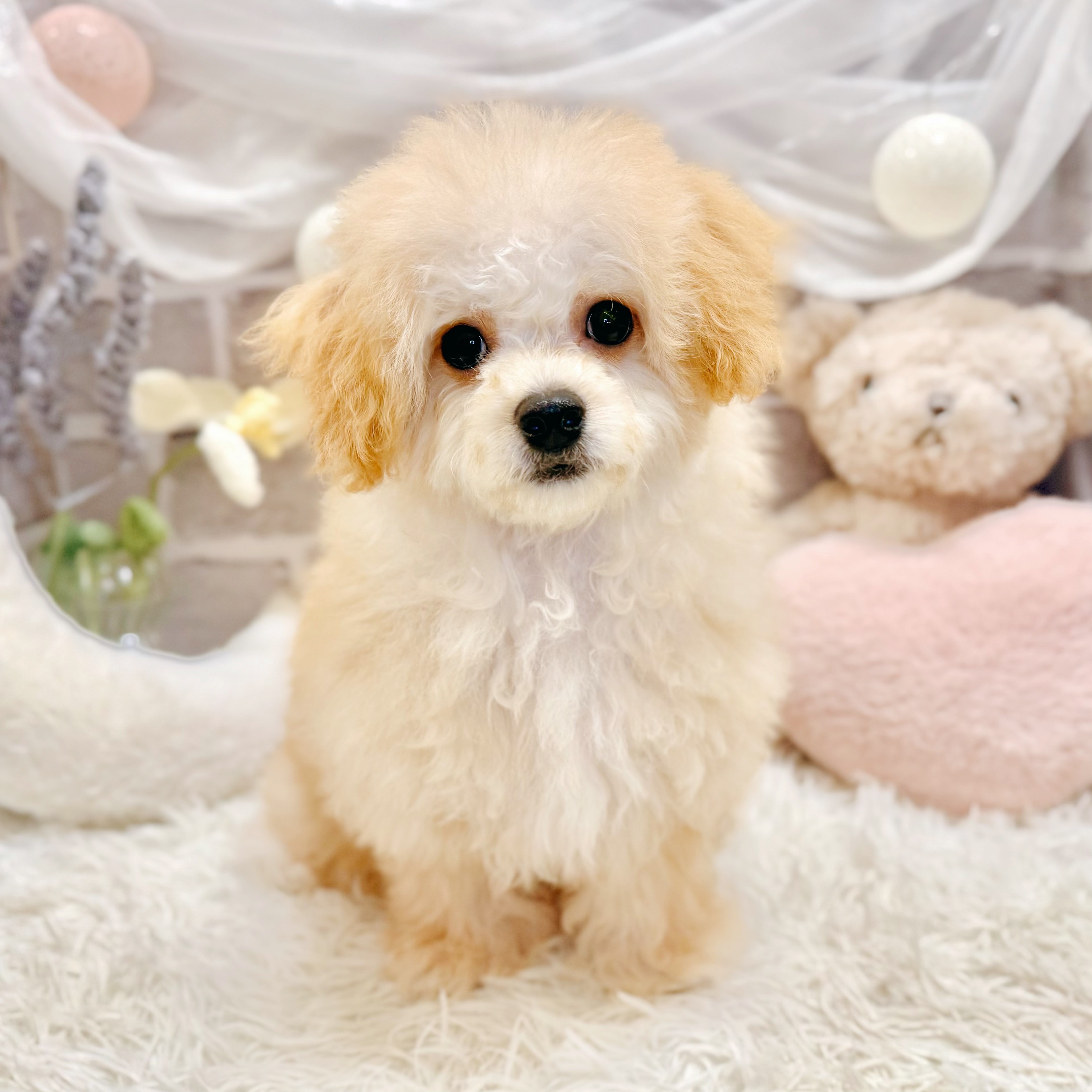 兵庫県のマルプー(マルチーズ×プードル) (犬の家＆猫の里神戸店/2026年4月5日生まれ/男の子/クリーム)の子犬の1枚目の画像